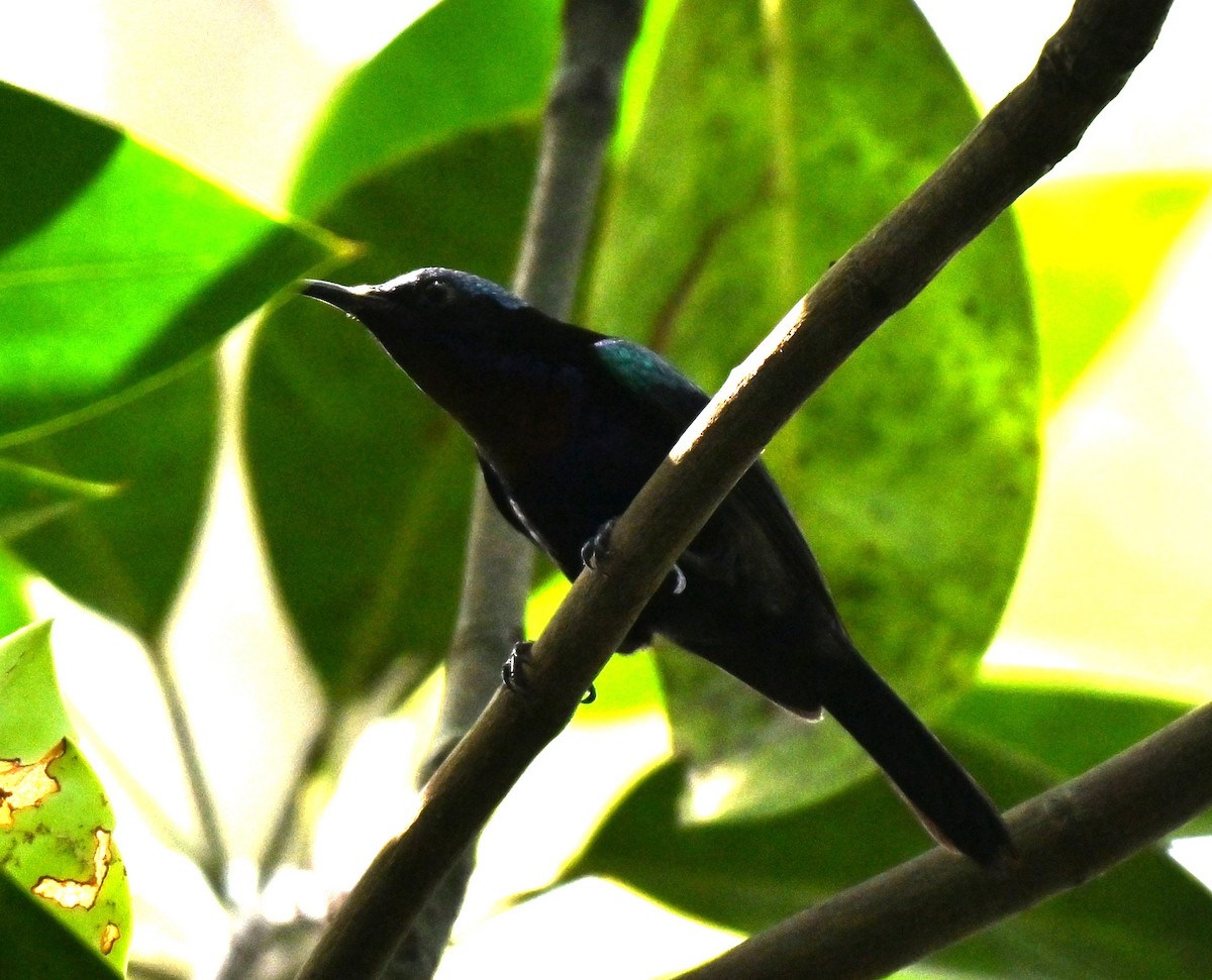 Copper-throated Sunbird - ML642585242