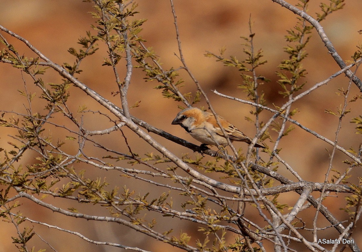 Great Rufous Sparrow - ML642585259