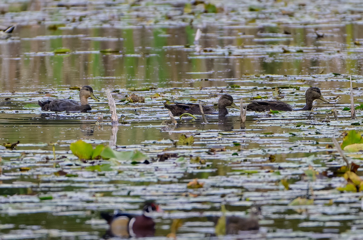 American Black Duck - ML642585260