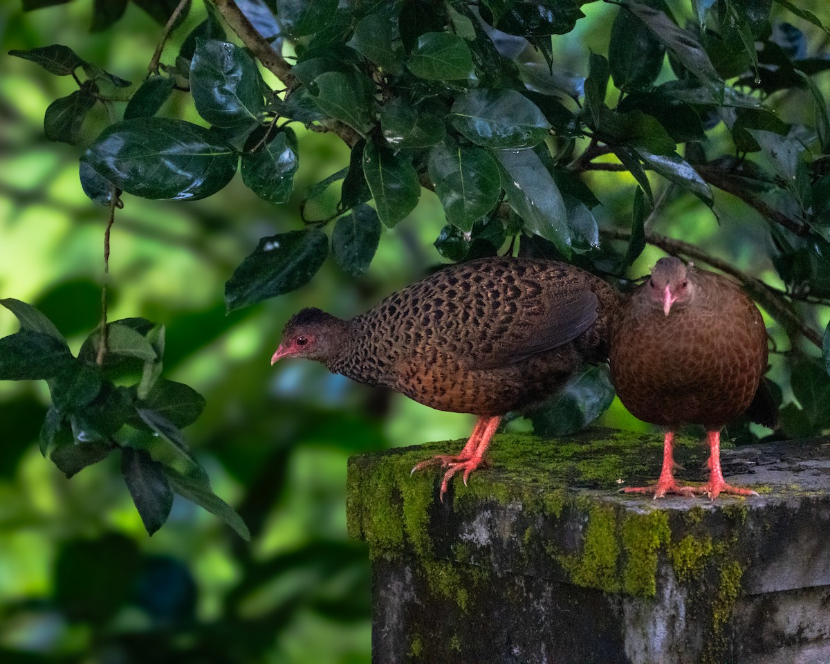 Red Spurfowl - ML642585274