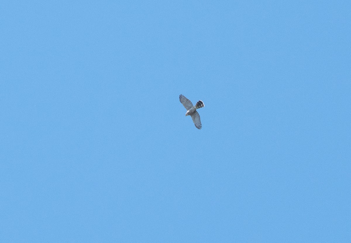Cooper's Hawk - ML642585298