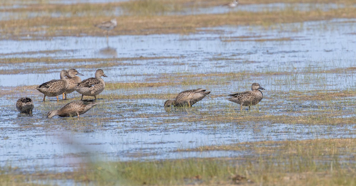 Blue-winged Teal - ML642585299