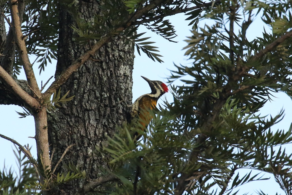 Black-rumped Flameback - ML642585304