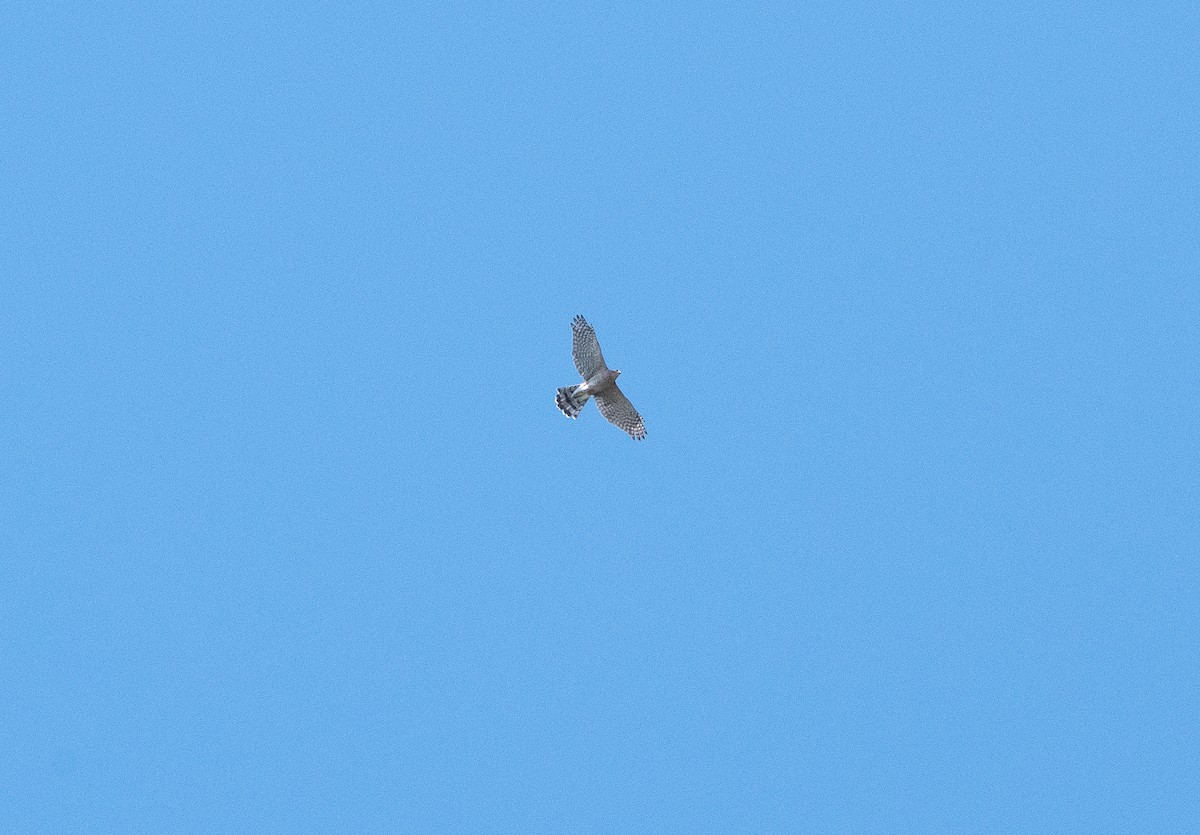 Cooper's Hawk - ML642585329