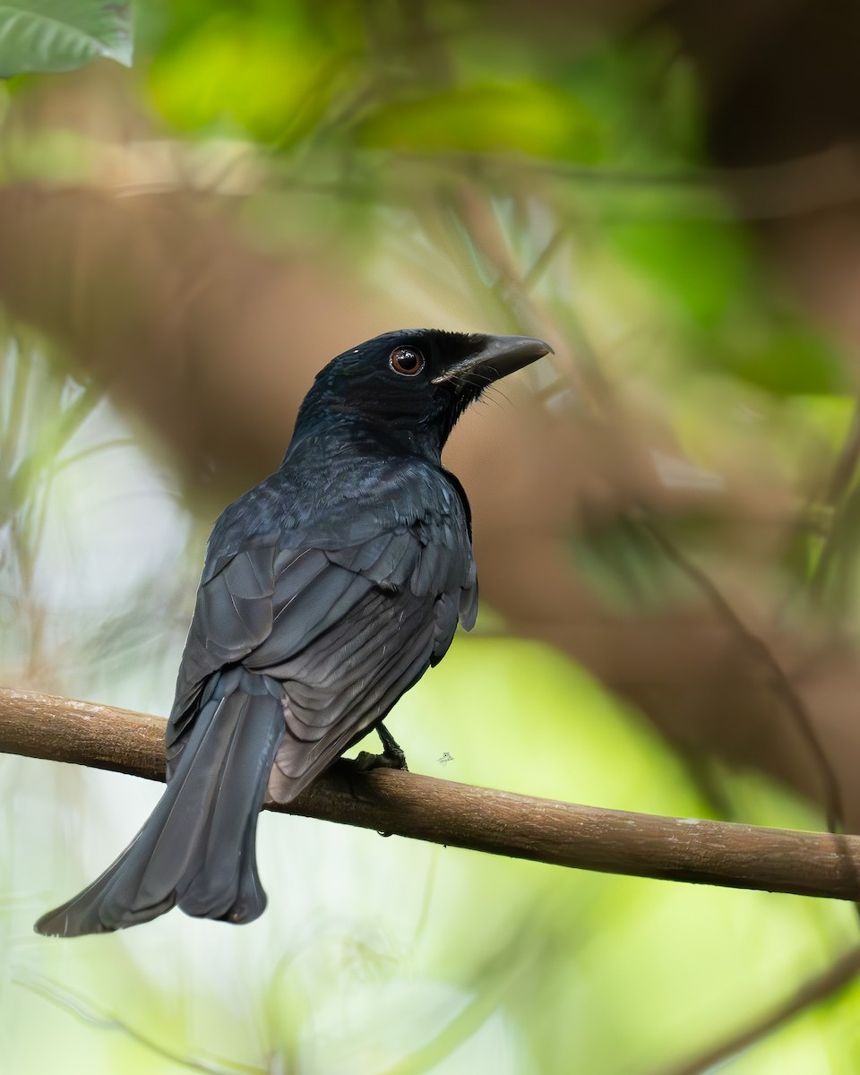 Crow-billed Drongo - ML642585357