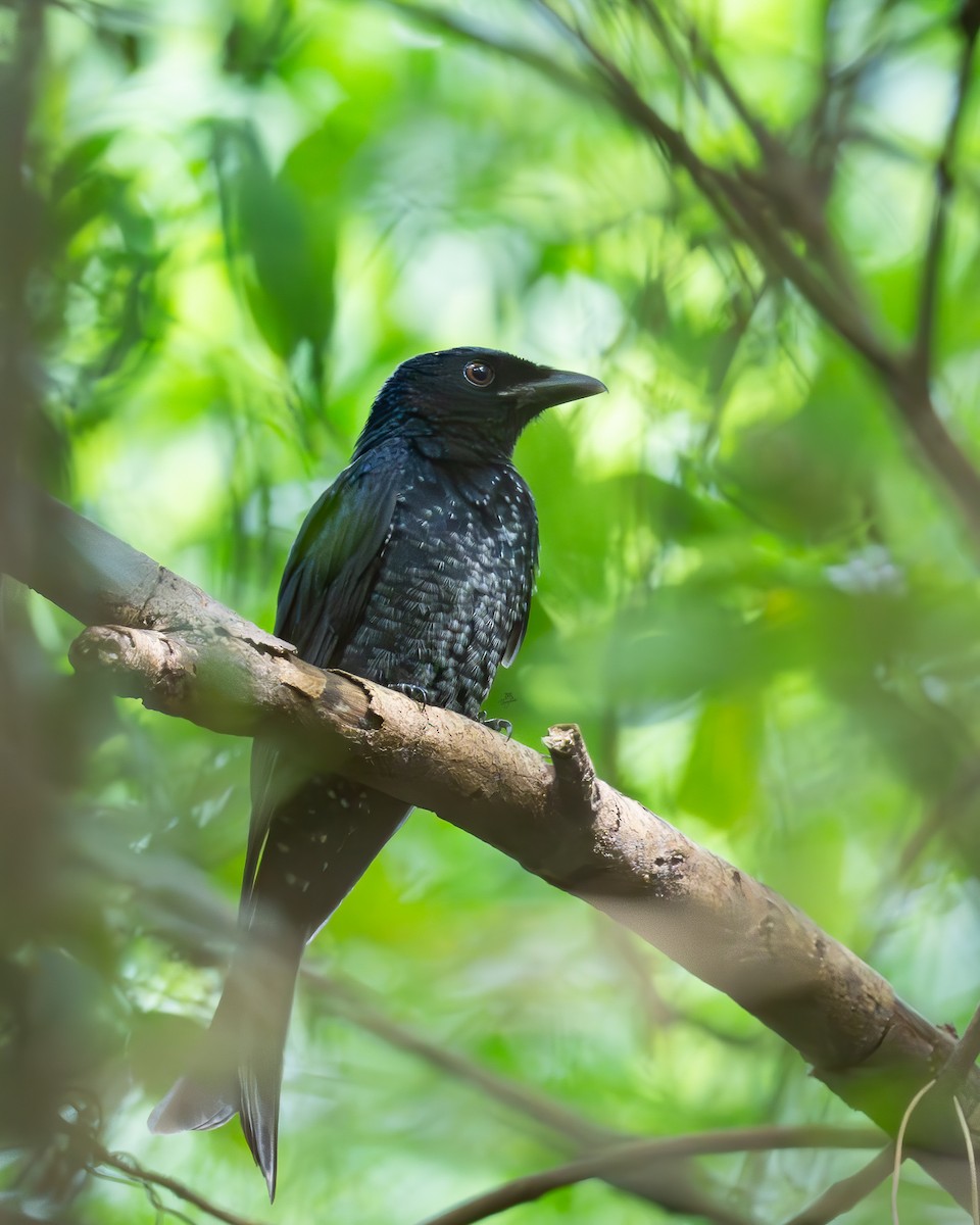 Crow-billed Drongo - ML642585359