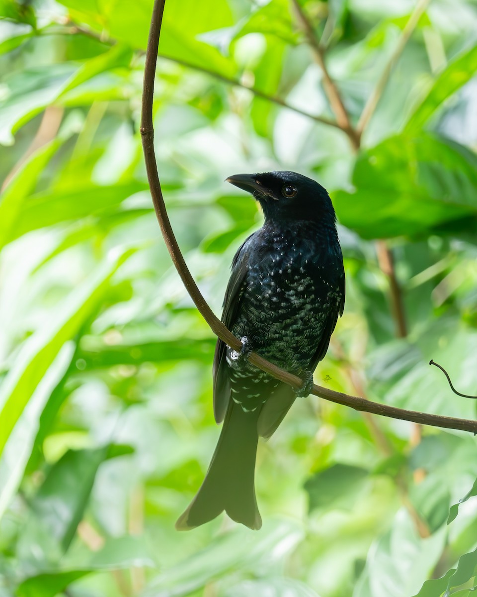 Crow-billed Drongo - ML642585360
