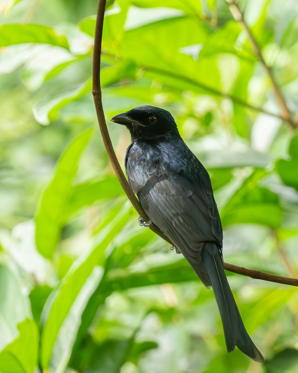Crow-billed Drongo - ML642585361