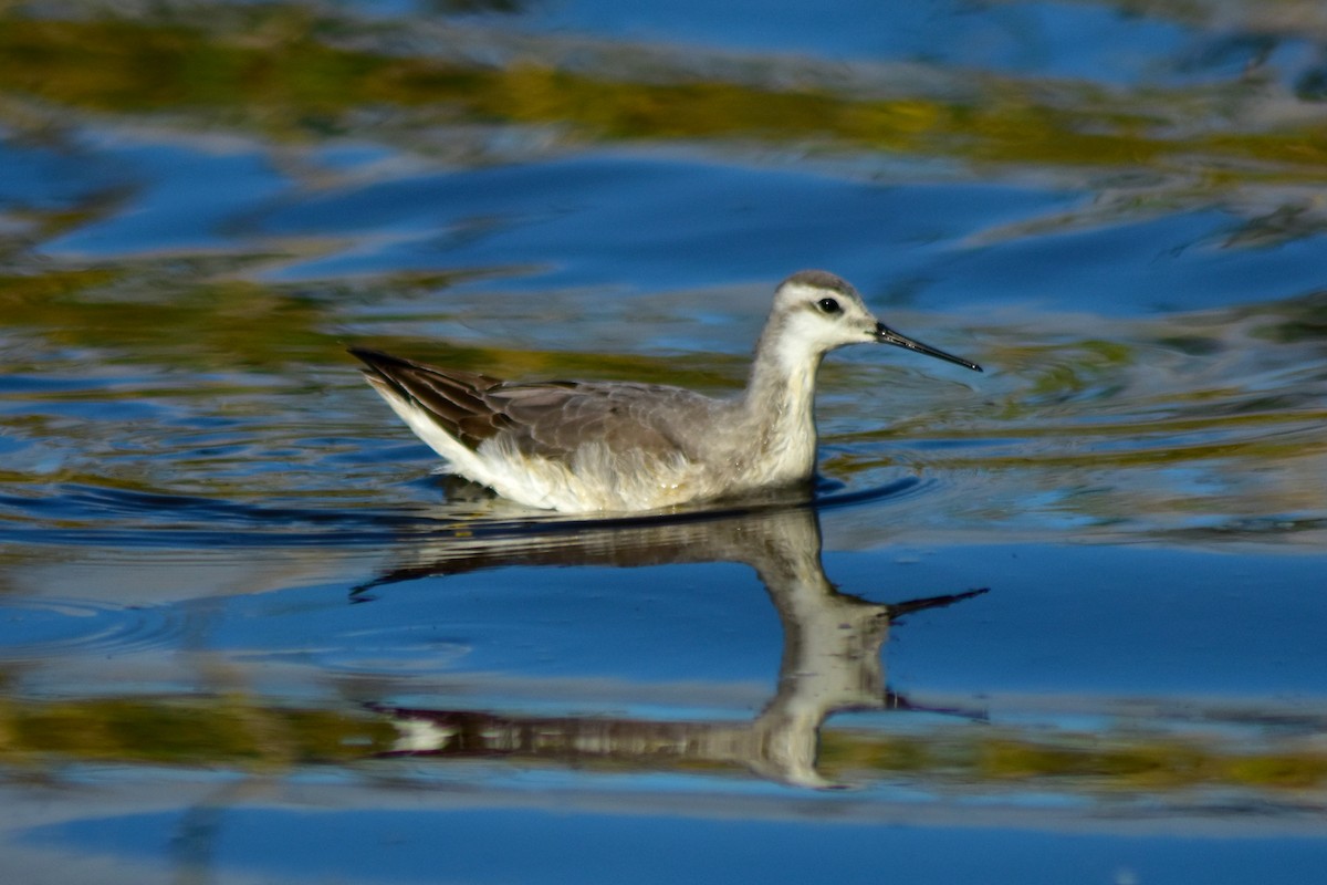 Wilson's Phalarope - ML642585364