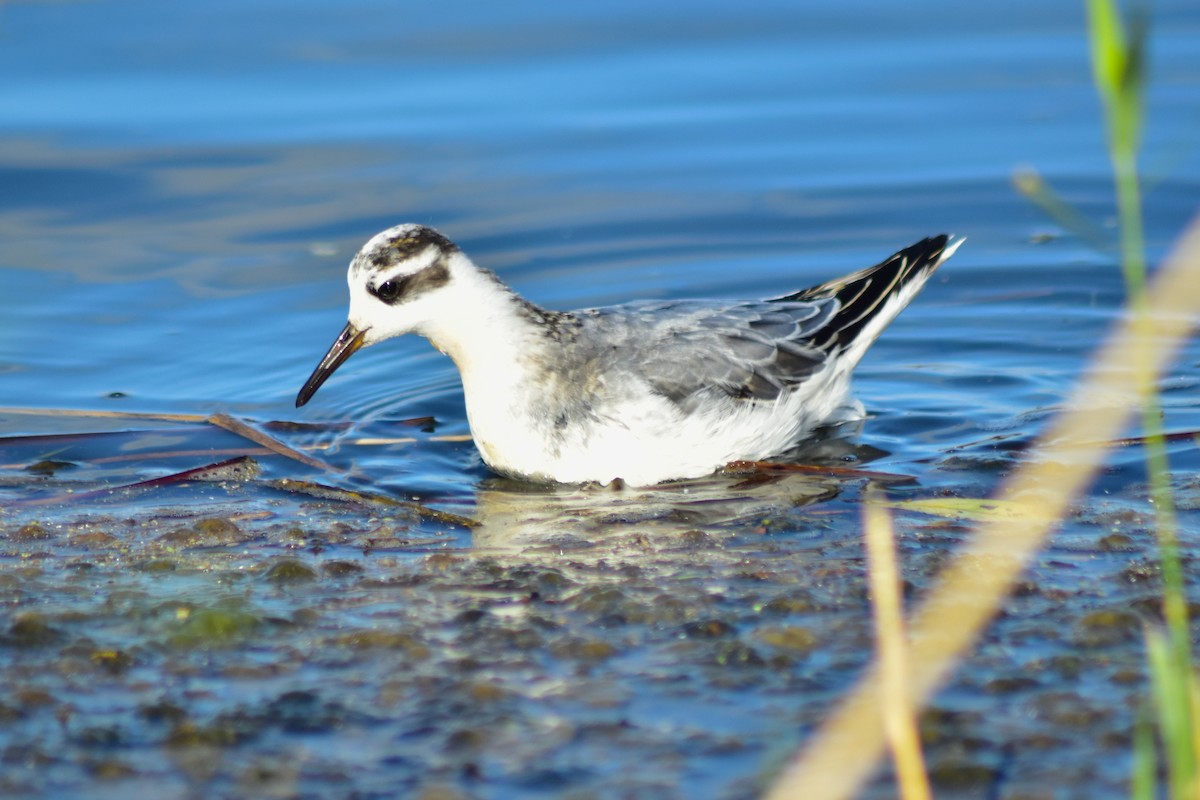 Red Phalarope - ML642585368