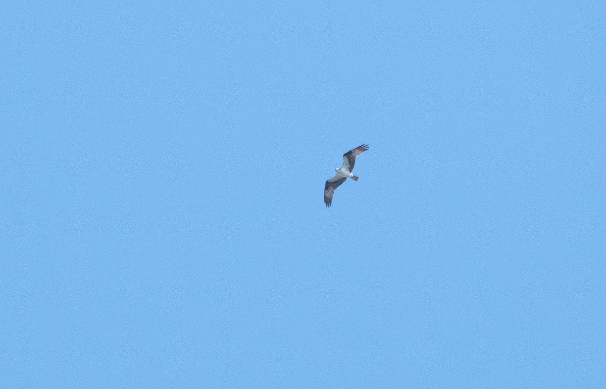 Osprey - ML642585393