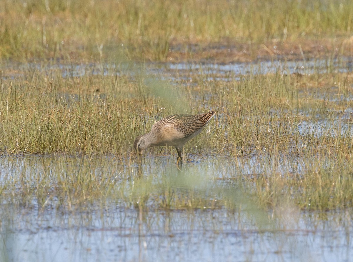 Short-billed Dowitcher - ML642585397