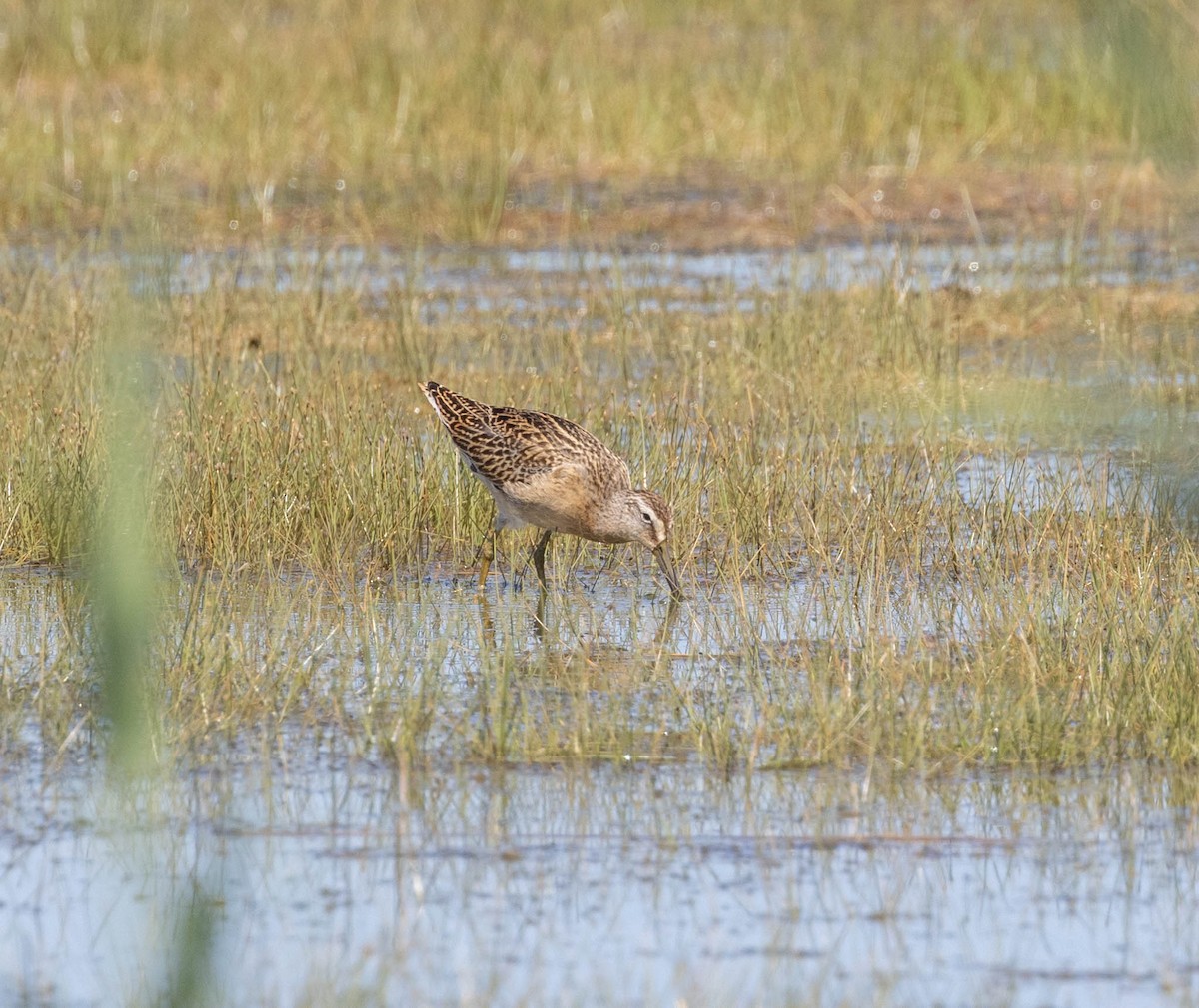 Short-billed Dowitcher - ML642585398