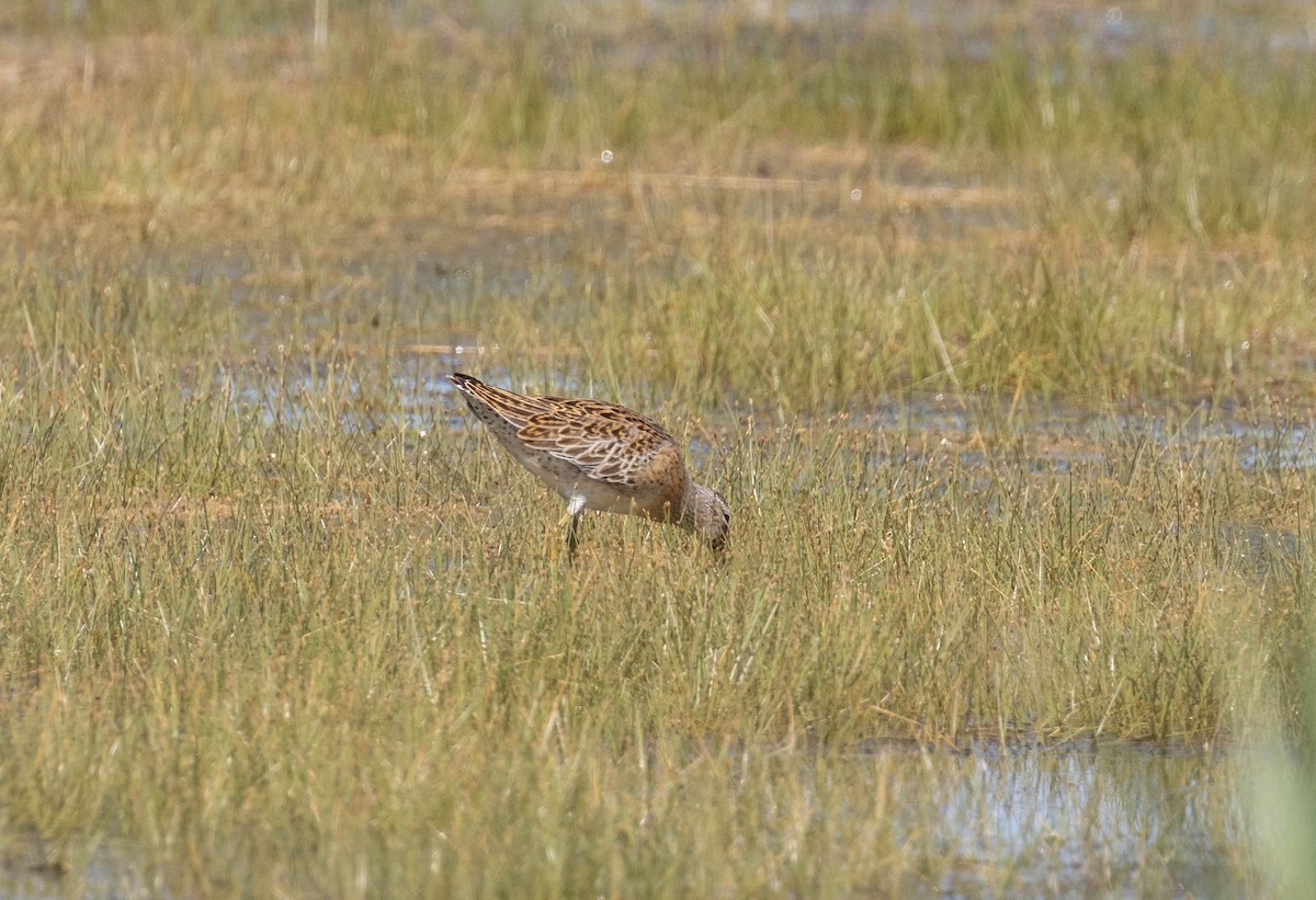 Short-billed Dowitcher - ML642585399