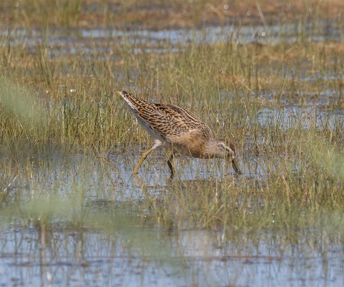 Short-billed Dowitcher - ML642585400