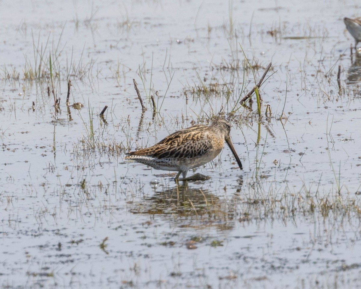 Short-billed Dowitcher - ML642585402