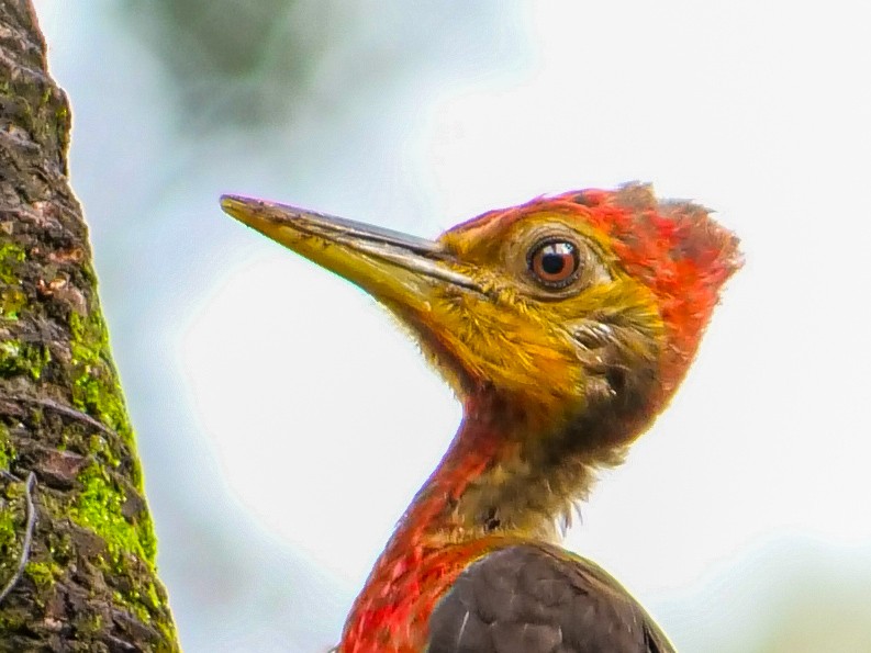 Orange-backed Woodpecker - ML642585412