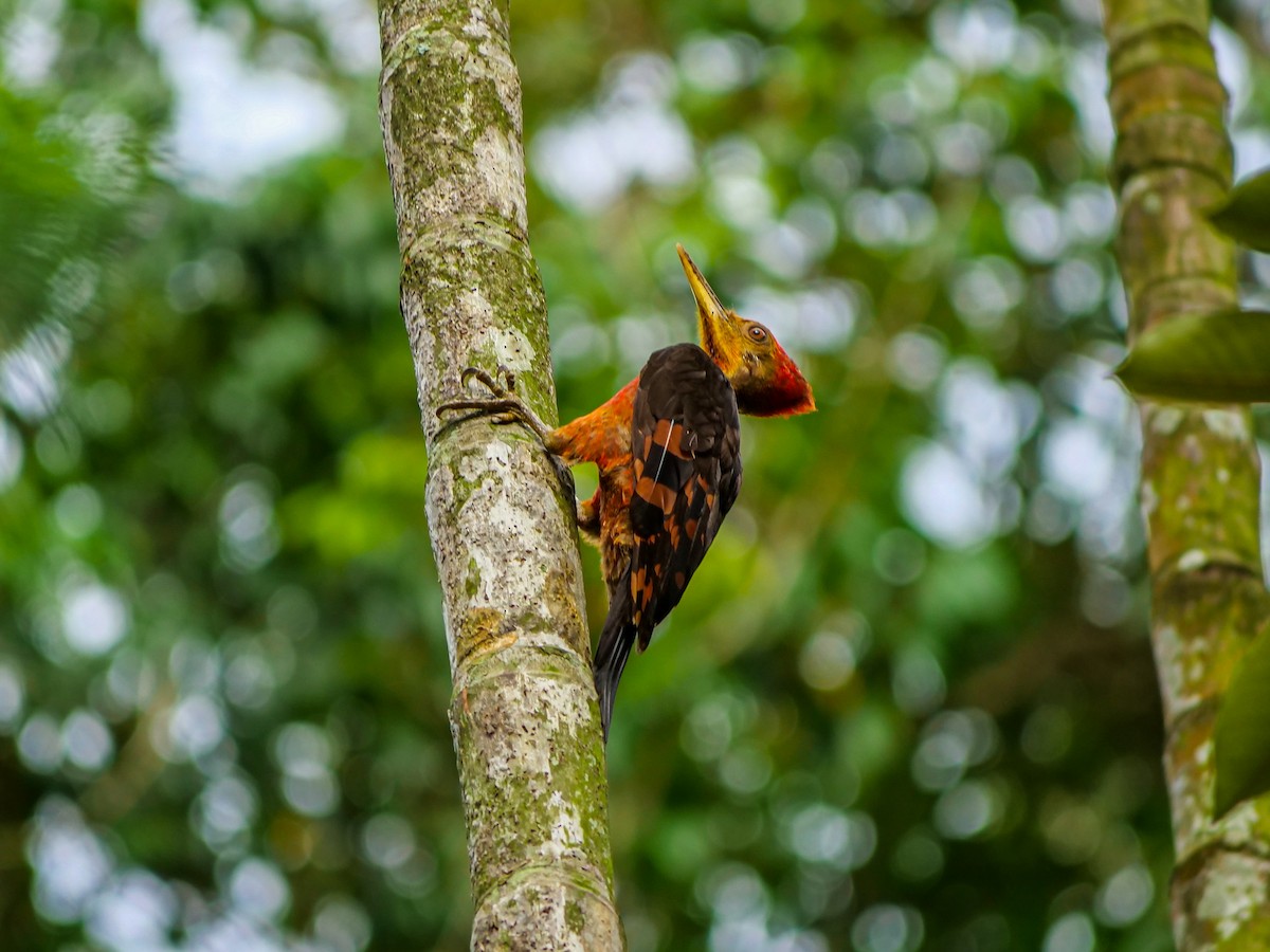 Orange-backed Woodpecker - ML642585413