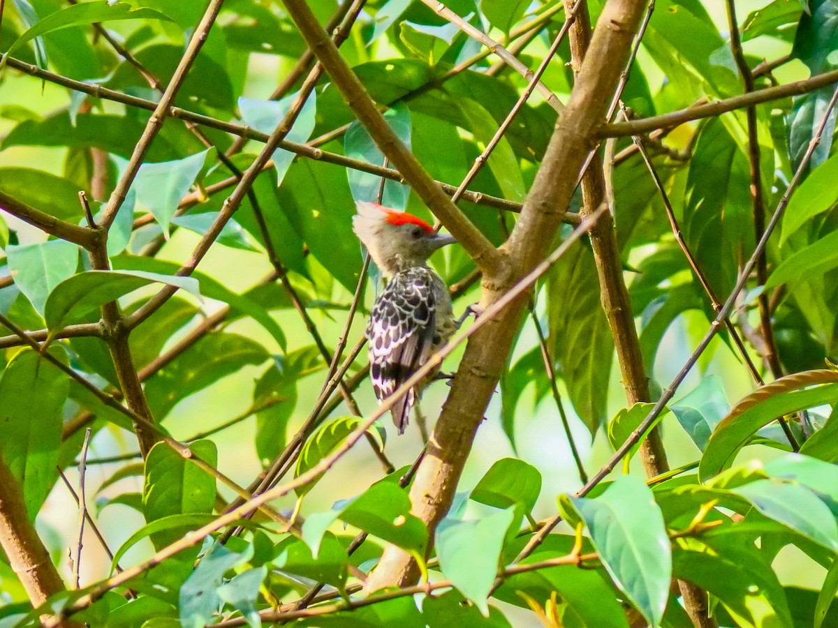 Gray-and-buff Woodpecker - ML642585414