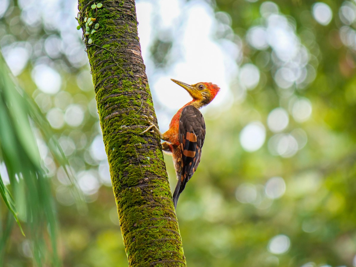 Orange-backed Woodpecker - ML642585415