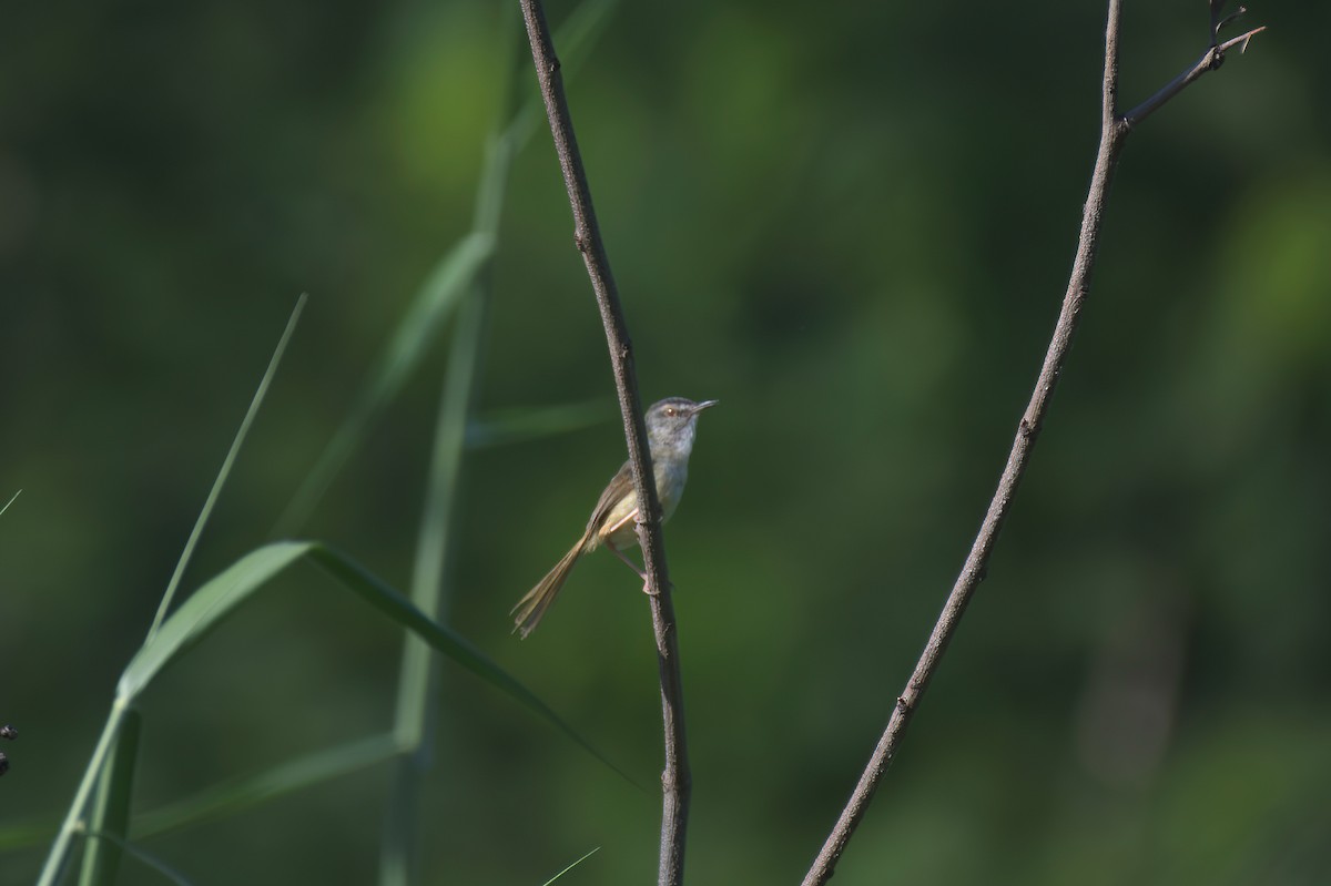 Yellow-bellied Prinia (Chinese) - ML642585418