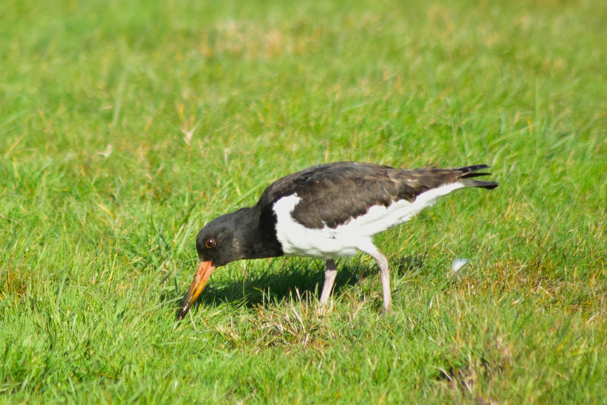 Eurasian Oystercatcher - ML642585421