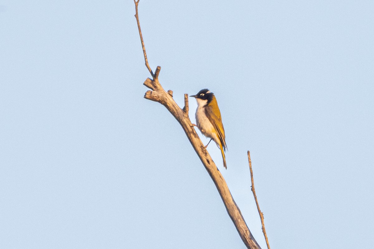 Gilbert's Honeyeater - ML642585422