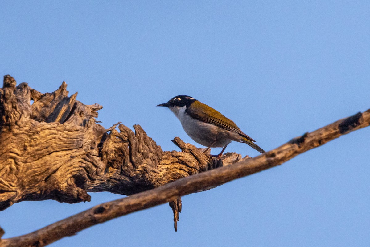 Gilbert's Honeyeater - ML642585423