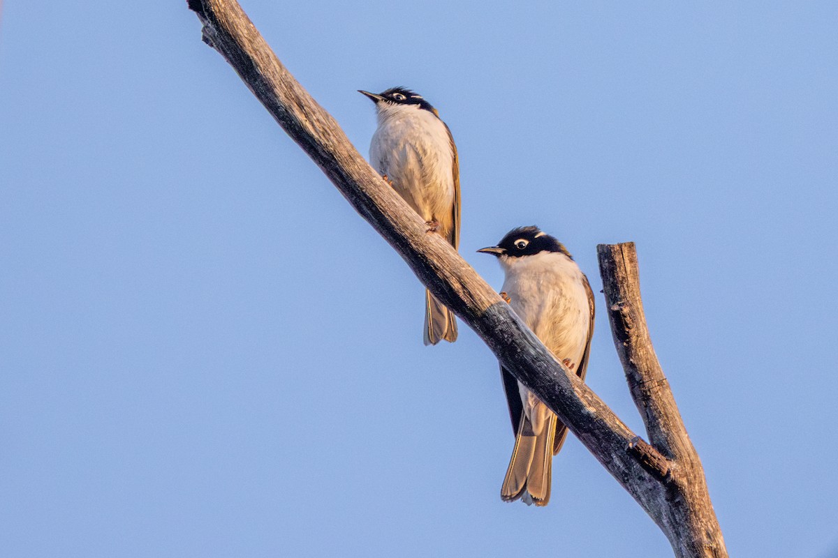 Gilbert's Honeyeater - ML642585424