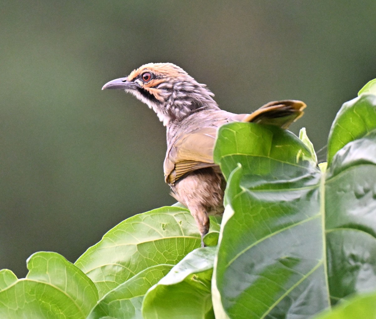 Bulbul à tête jaune - ML642585455