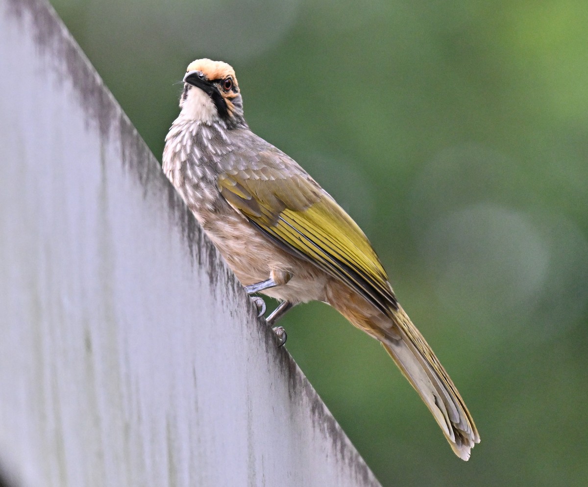 Bulbul à tête jaune - ML642585456