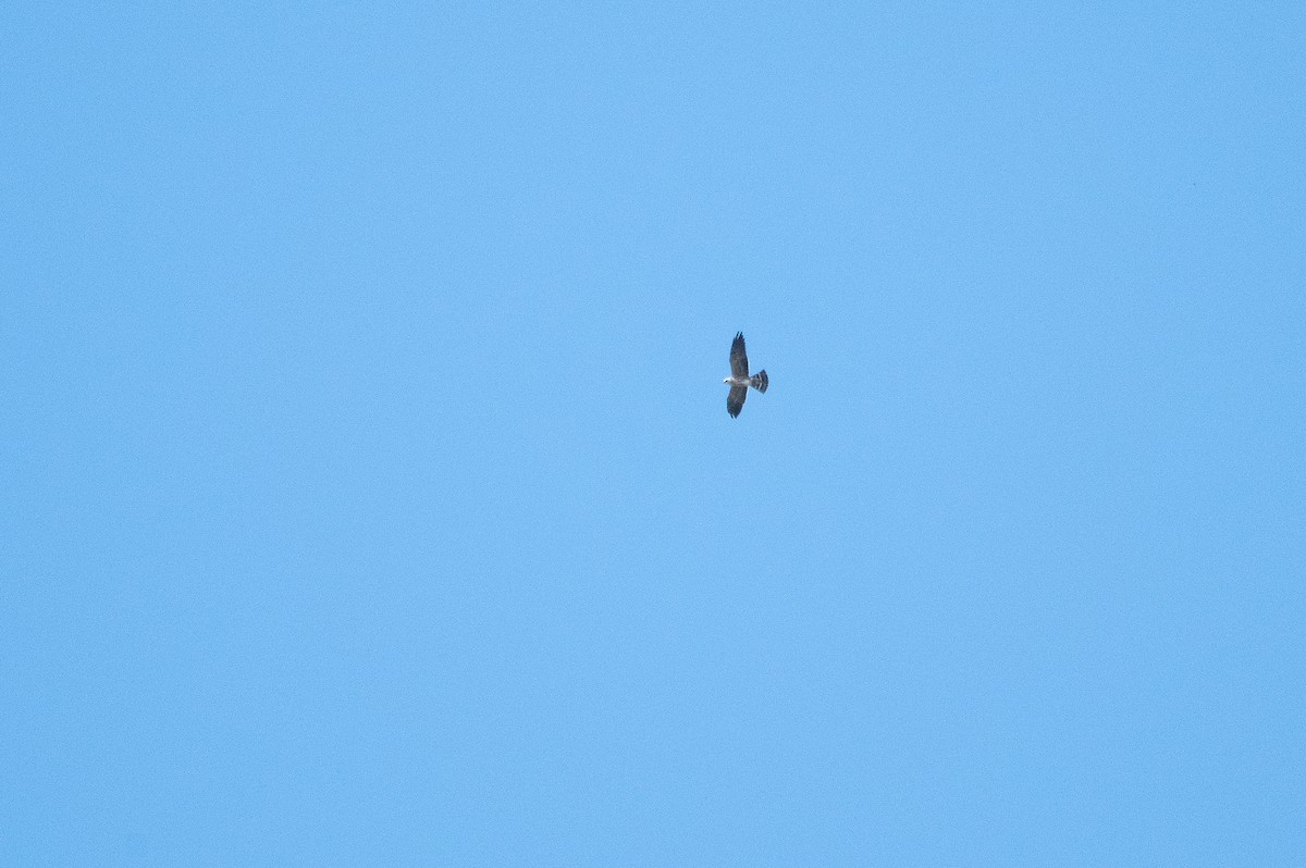 Mississippi Kite - ML642585467