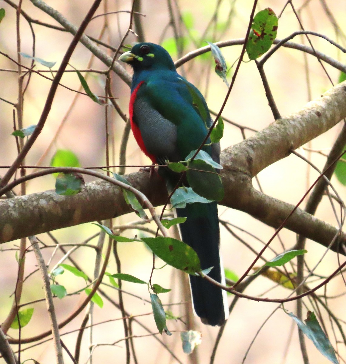Narina Trogon - ML642585481