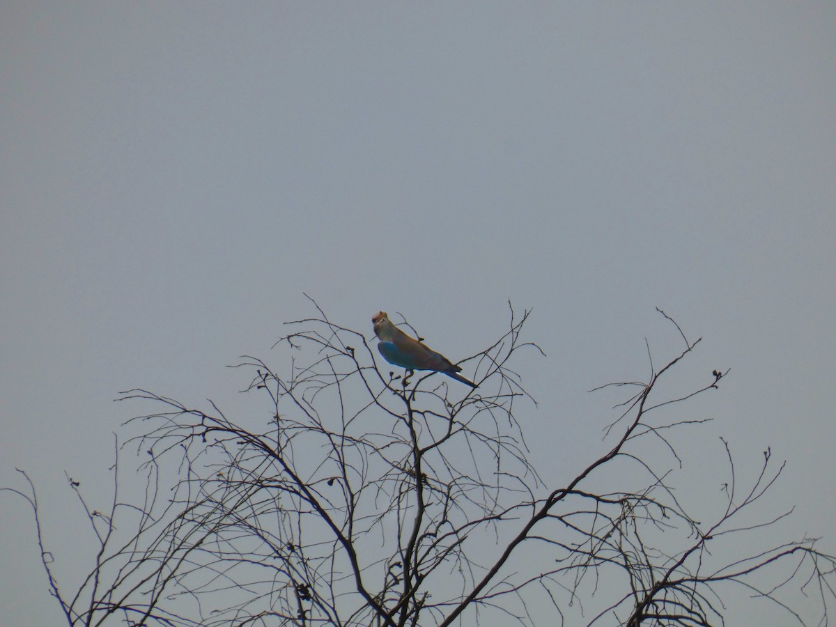 Өрнийн зүсэг - ML642585485