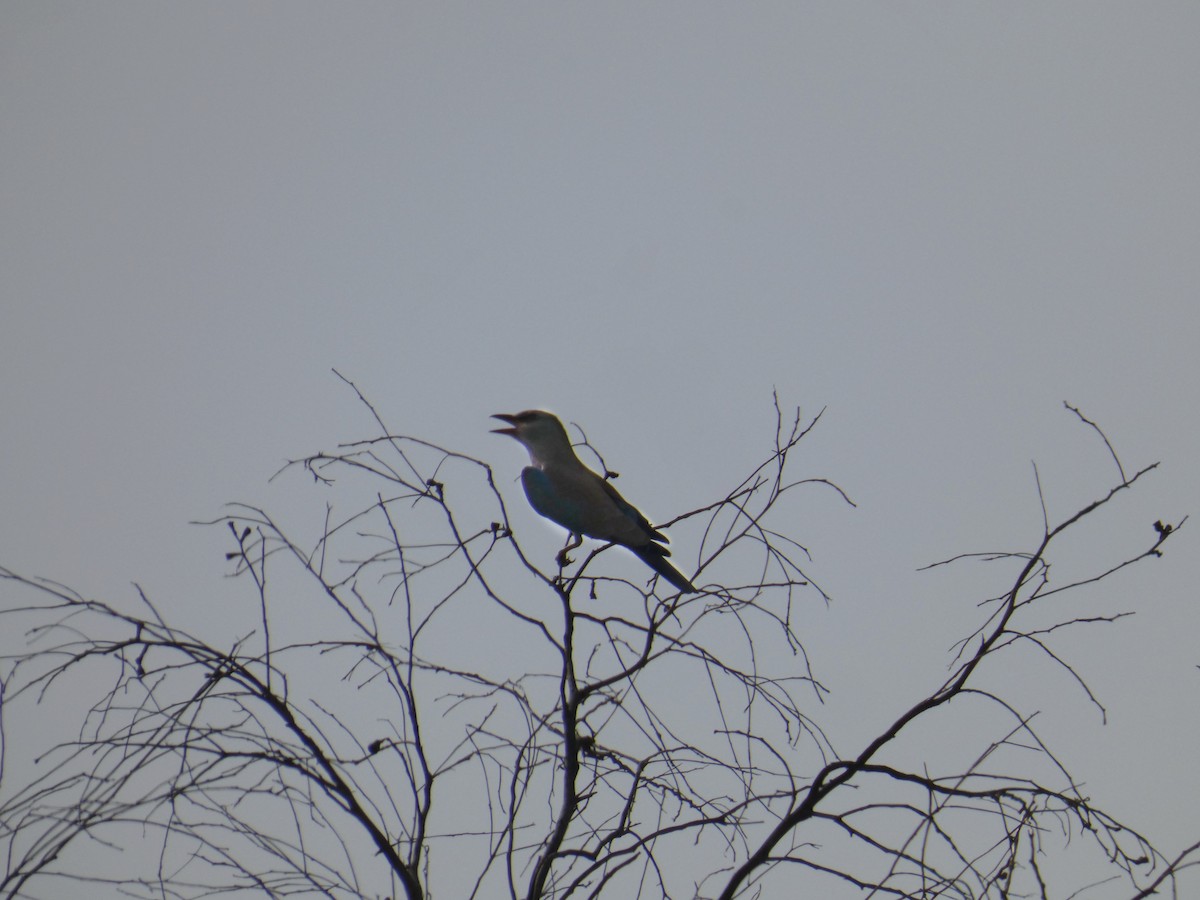 Өрнийн зүсэг - ML642585486