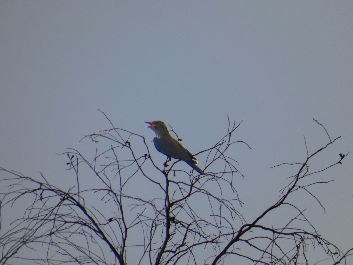 Өрнийн зүсэг - ML642585487