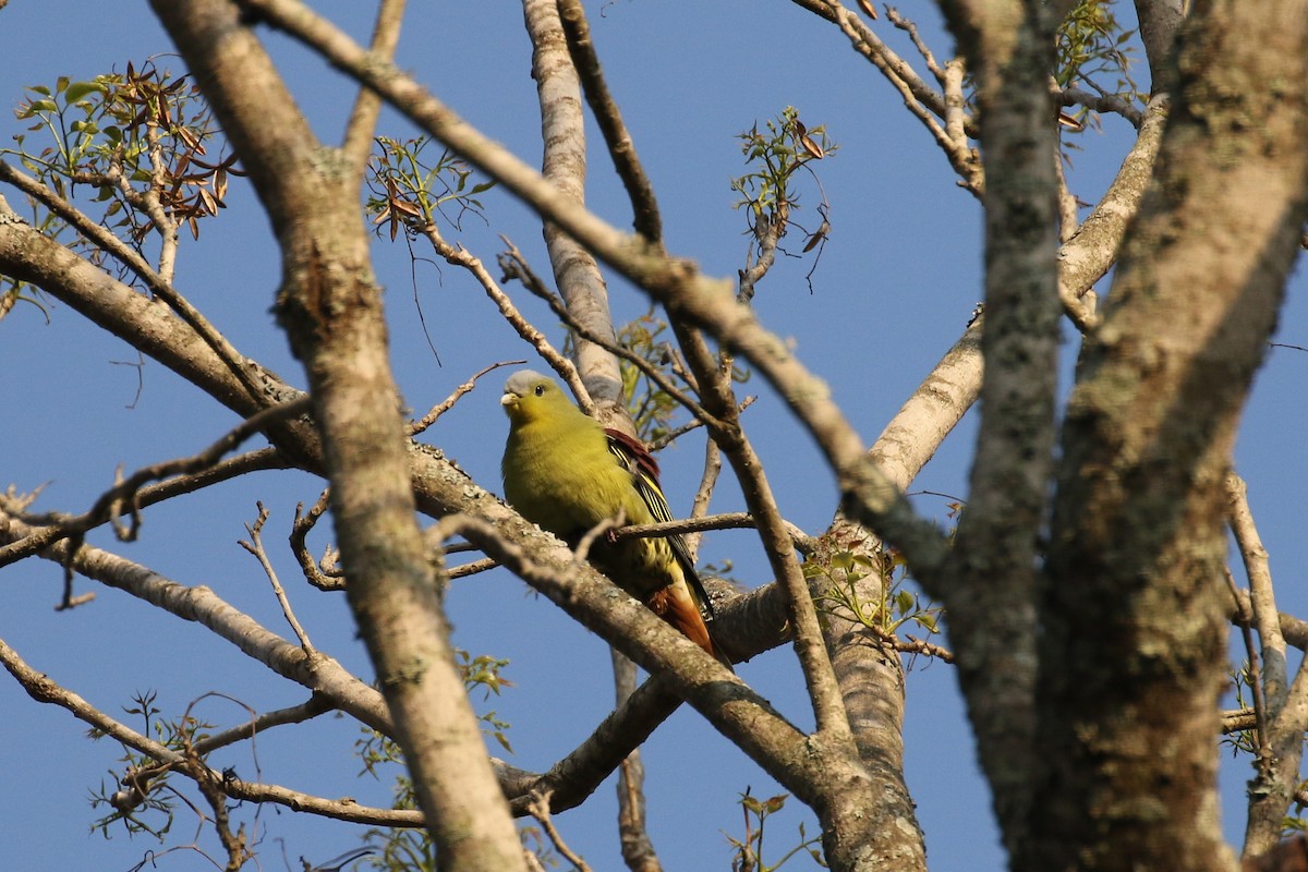 Gray-fronted Green-Pigeon - ML642585490