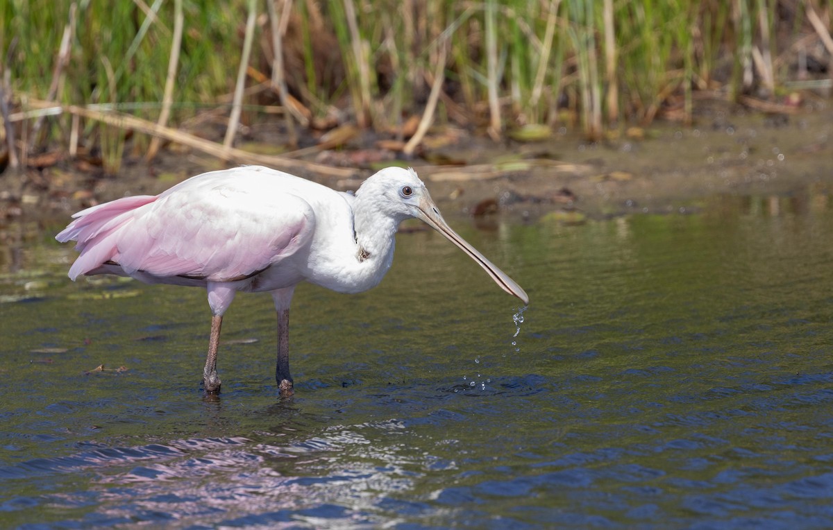 Roseate Spoonbill - ML642585529