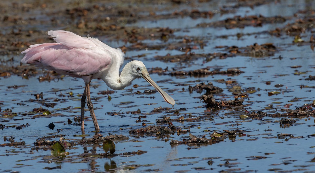 Roseate Spoonbill - ML642585530