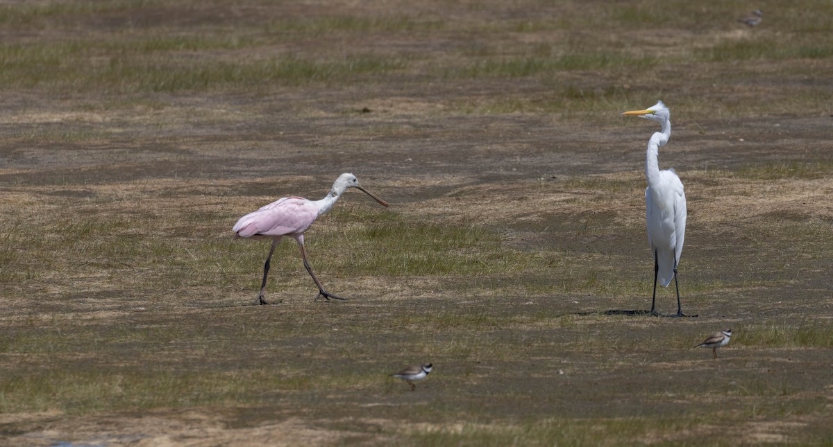 Roseate Spoonbill - ML642585531