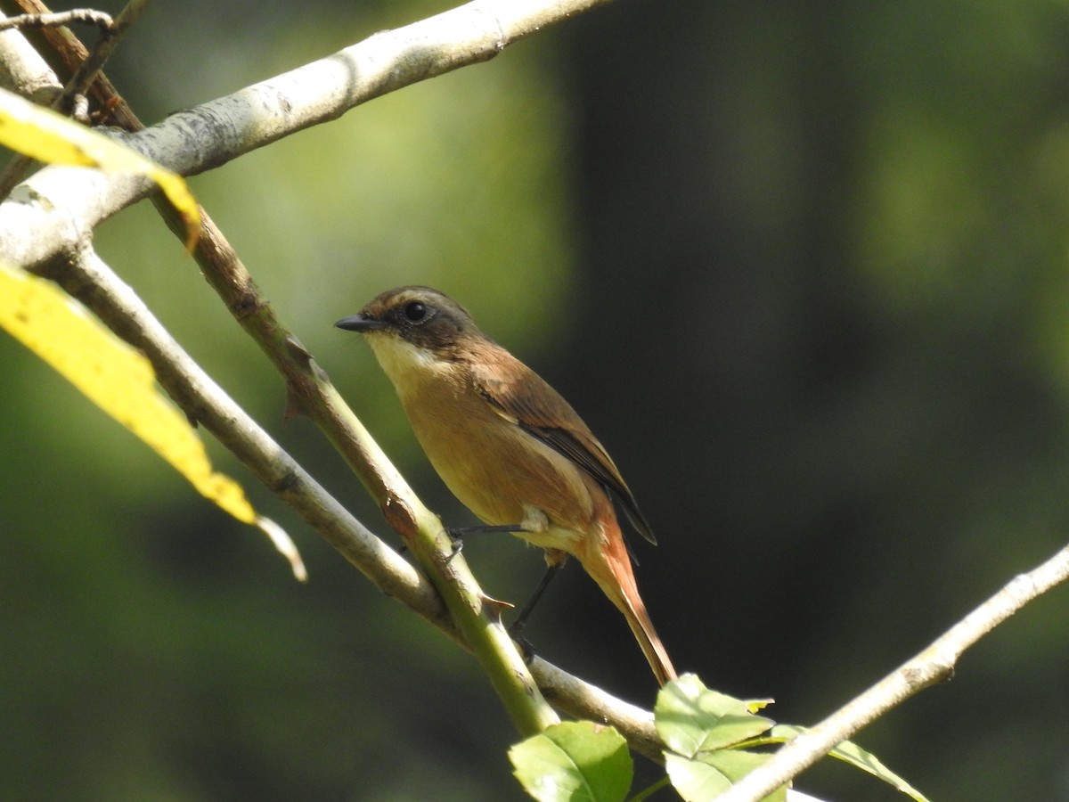 Gray Bushchat - ML642585536