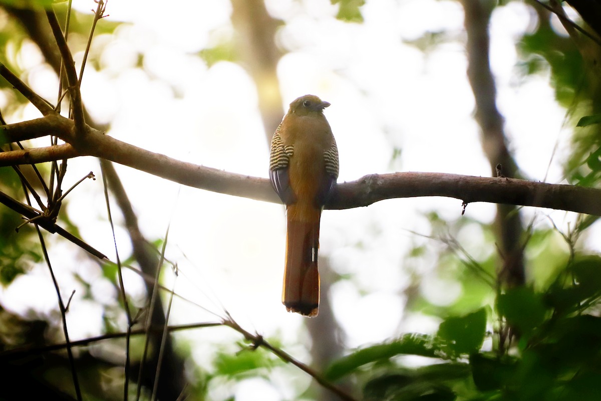 Orange-breasted Trogon - ML642585548