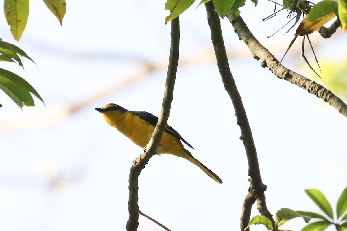 Orange Minivet - ML642585553