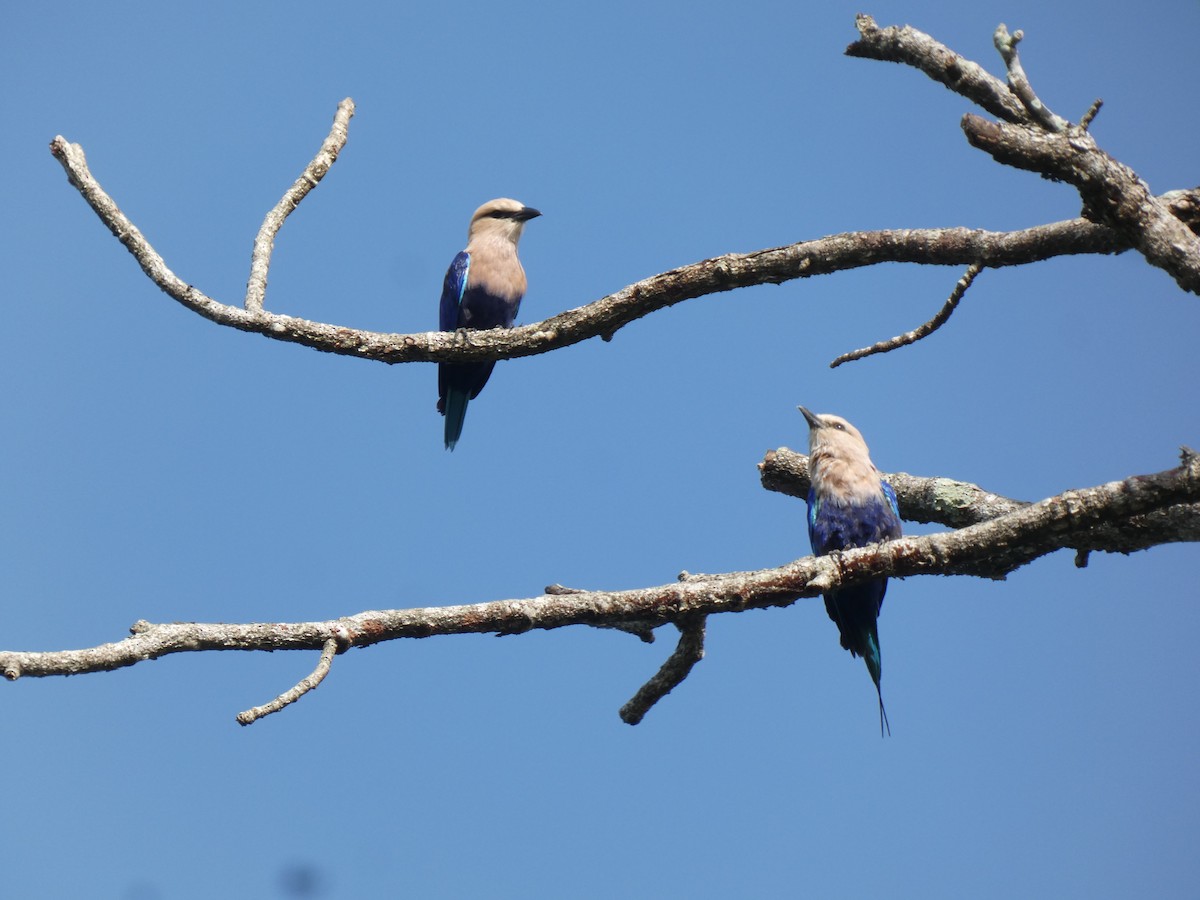 Blue-bellied Roller - ML642585559