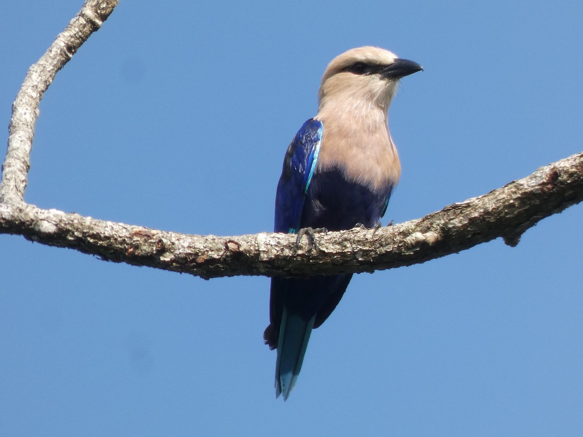 Blue-bellied Roller - ML642585562