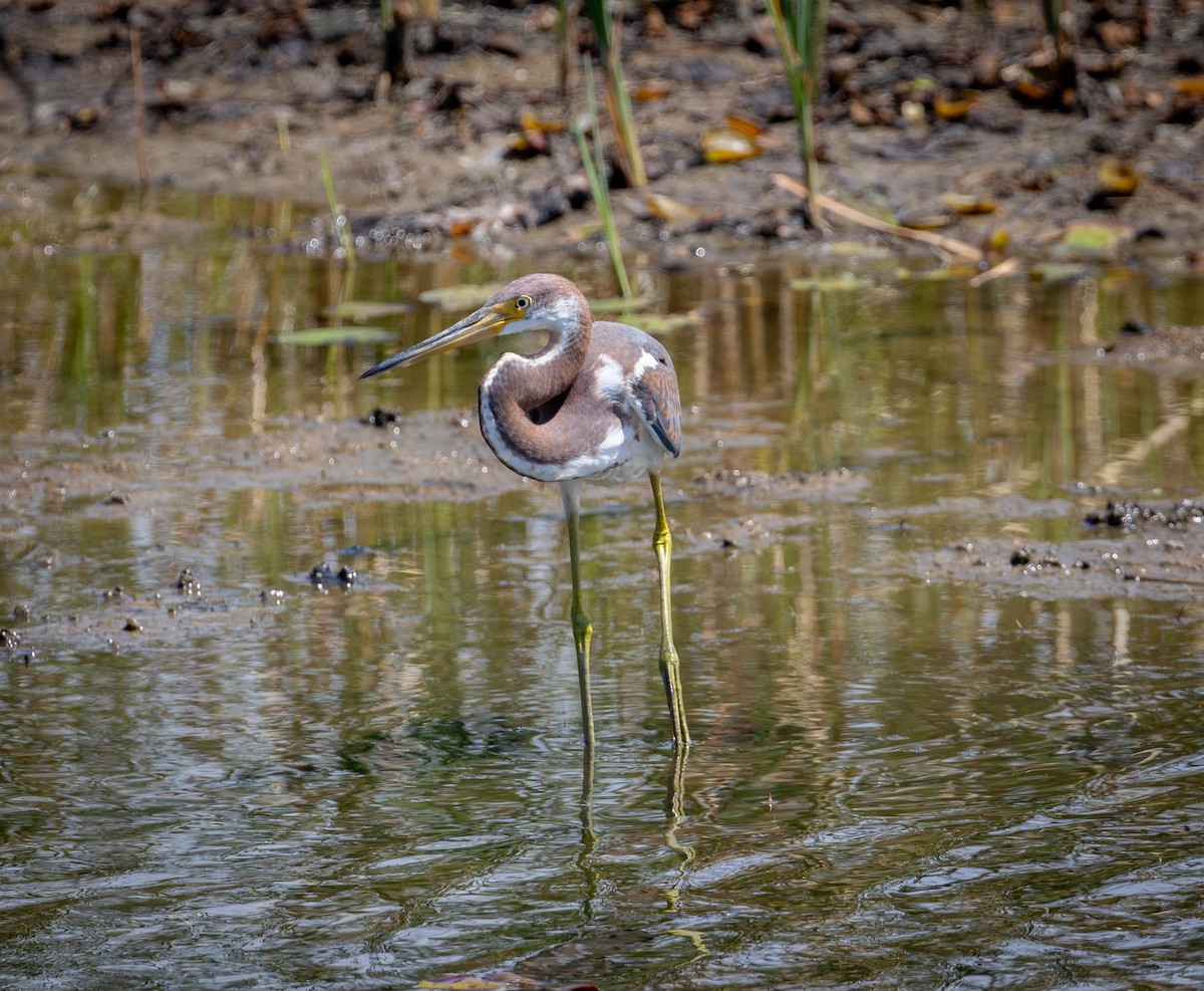 Tricolored Heron - ML642585563