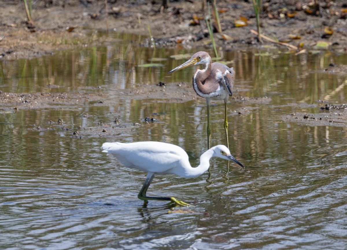 Tricolored Heron - ML642585564