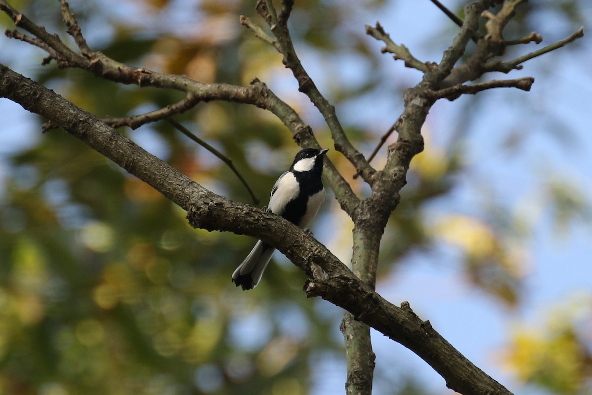 Asian Tit (Cinereous) - ML642585565