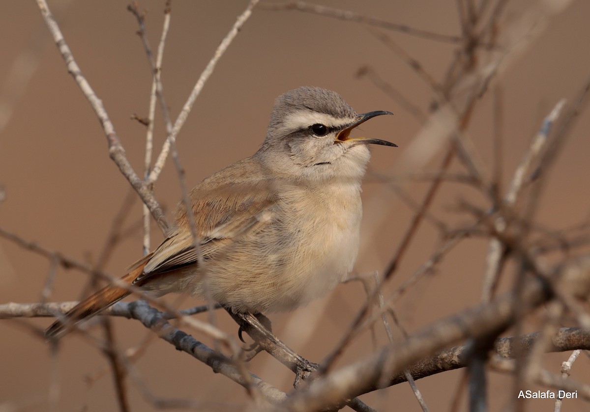 Kalahari Scrub-Robin - ML642585596
