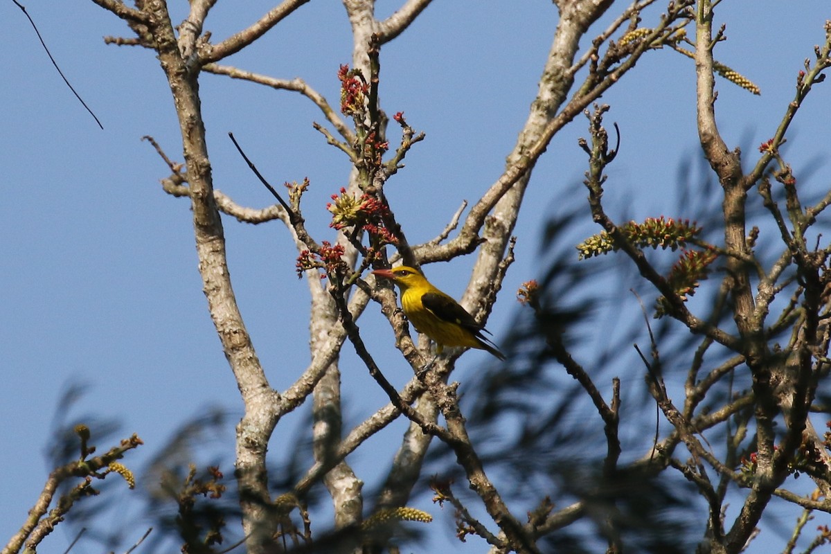 Indian Golden Oriole - ML642585597